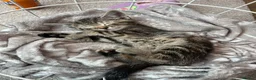 Mixed Breed cats for sale: All kittens reserved - Advert 2