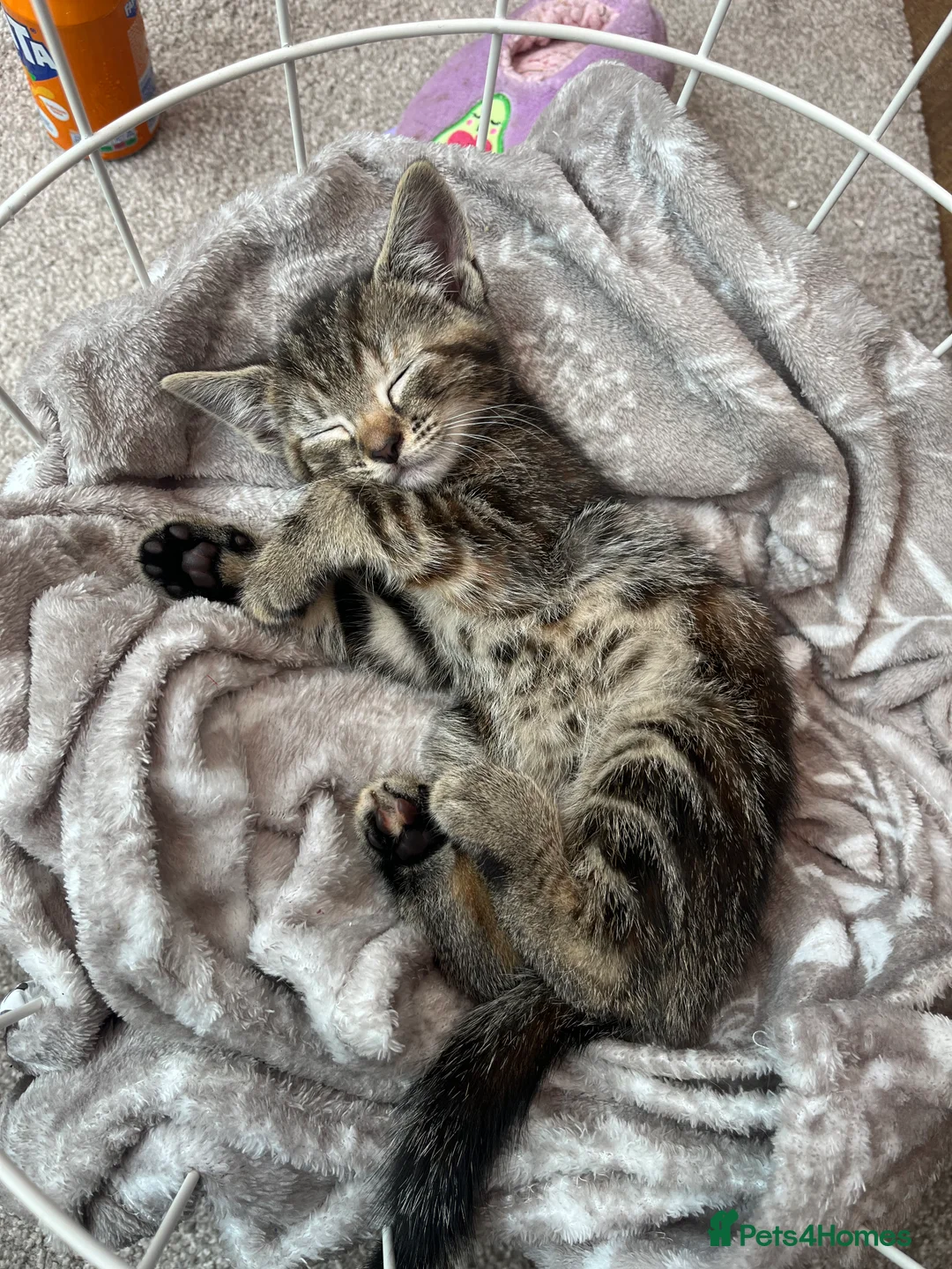 Mixed Breed cats for sale: All kittens reserved - Advert 2