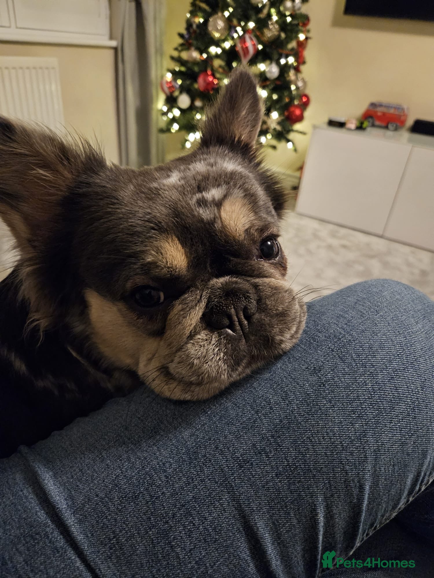 French Bulldog dogs Female Fluffy Blue Merle French Bulldog 14 Months - Advert 14