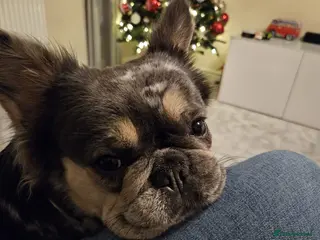 French Bulldog dogs Female Fluffy Blue Merle French Bulldog 14 Months - Advert 14