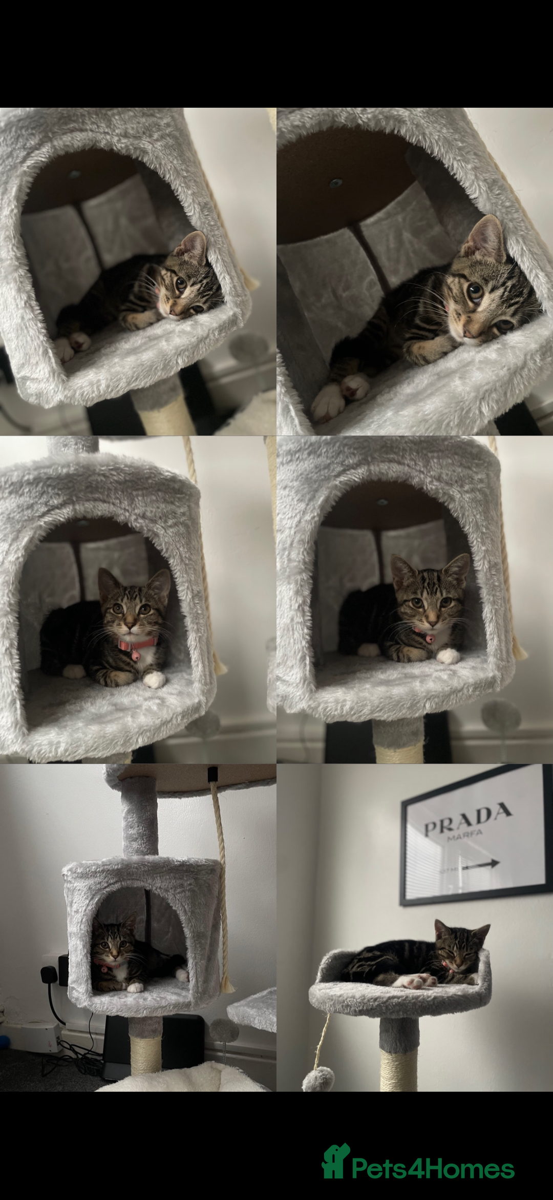 American Shorthair cats for sale: Looking to rehome our Kitten - Image 4