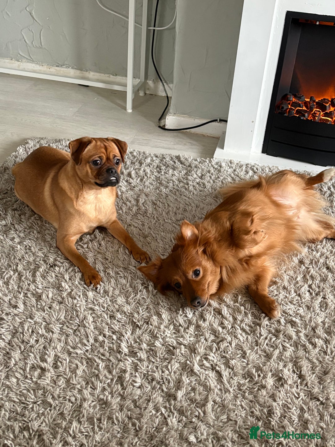 Pomchi dogs for sale: Pomchi mom and Pomchi cross pug daughter  - Advert 3