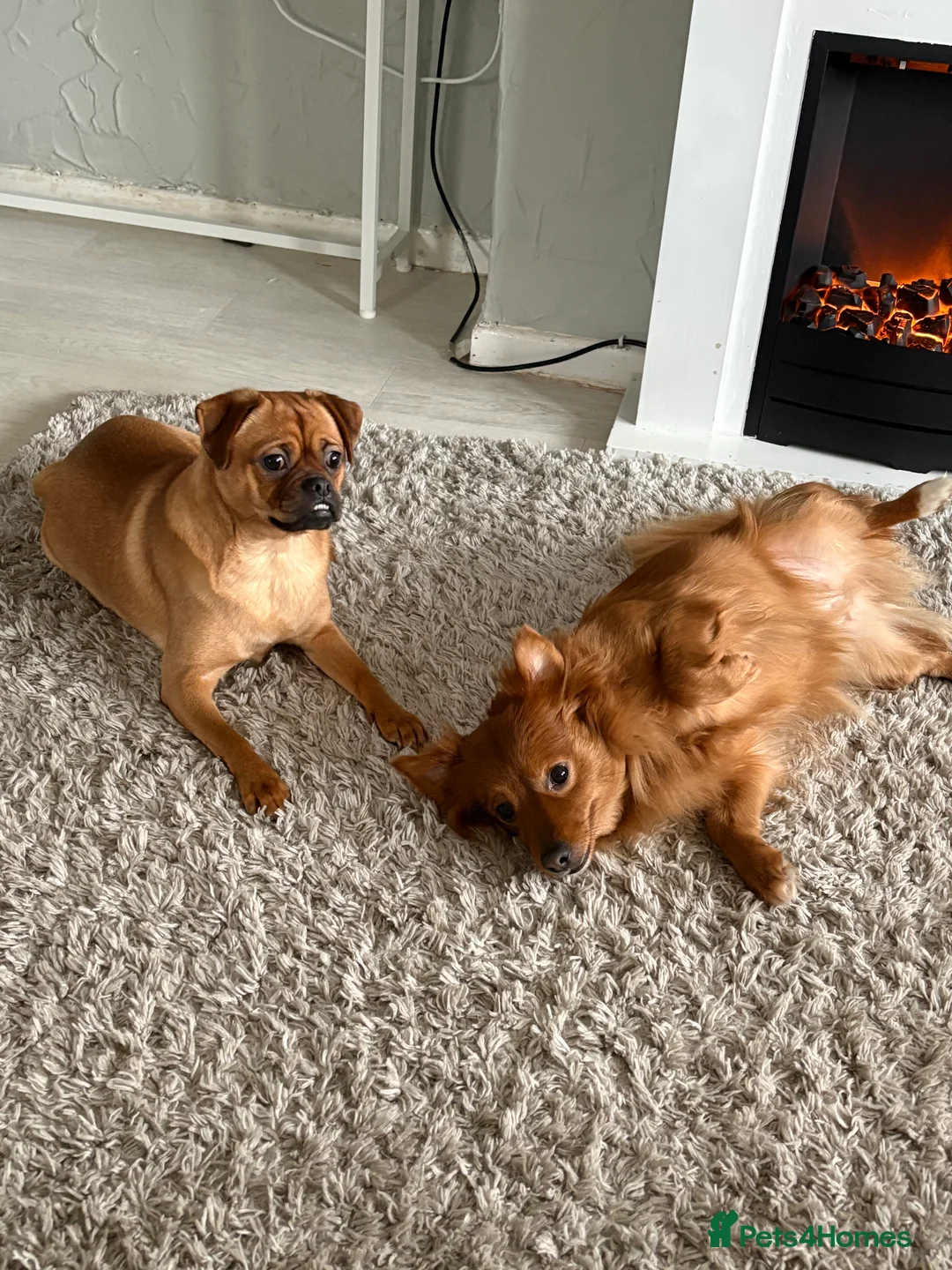 Pomchi dogs for sale: Pomchi mom and Pomchi cross pug daughter  - Advert 3