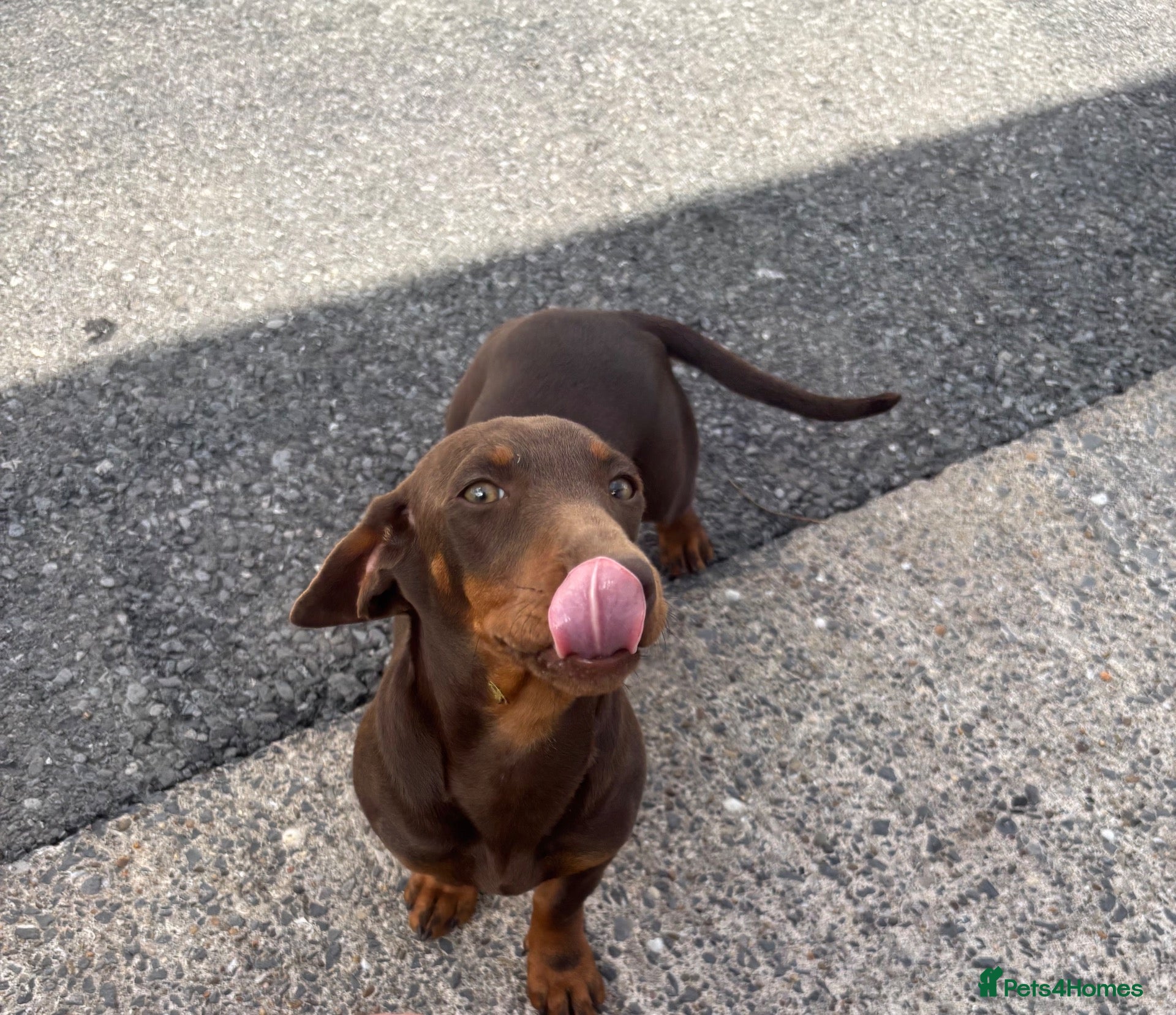 Dachshund dogs Female chocolate and tan dachshund - Advert 1
