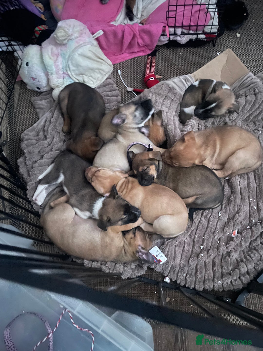 Mixed Breed dogs for sale: Bullsky puppies  - Advert 27