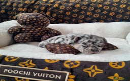French Bulldog dogs for sale: French bulldog , merle, platinum, fluffy carriers. - Image 16