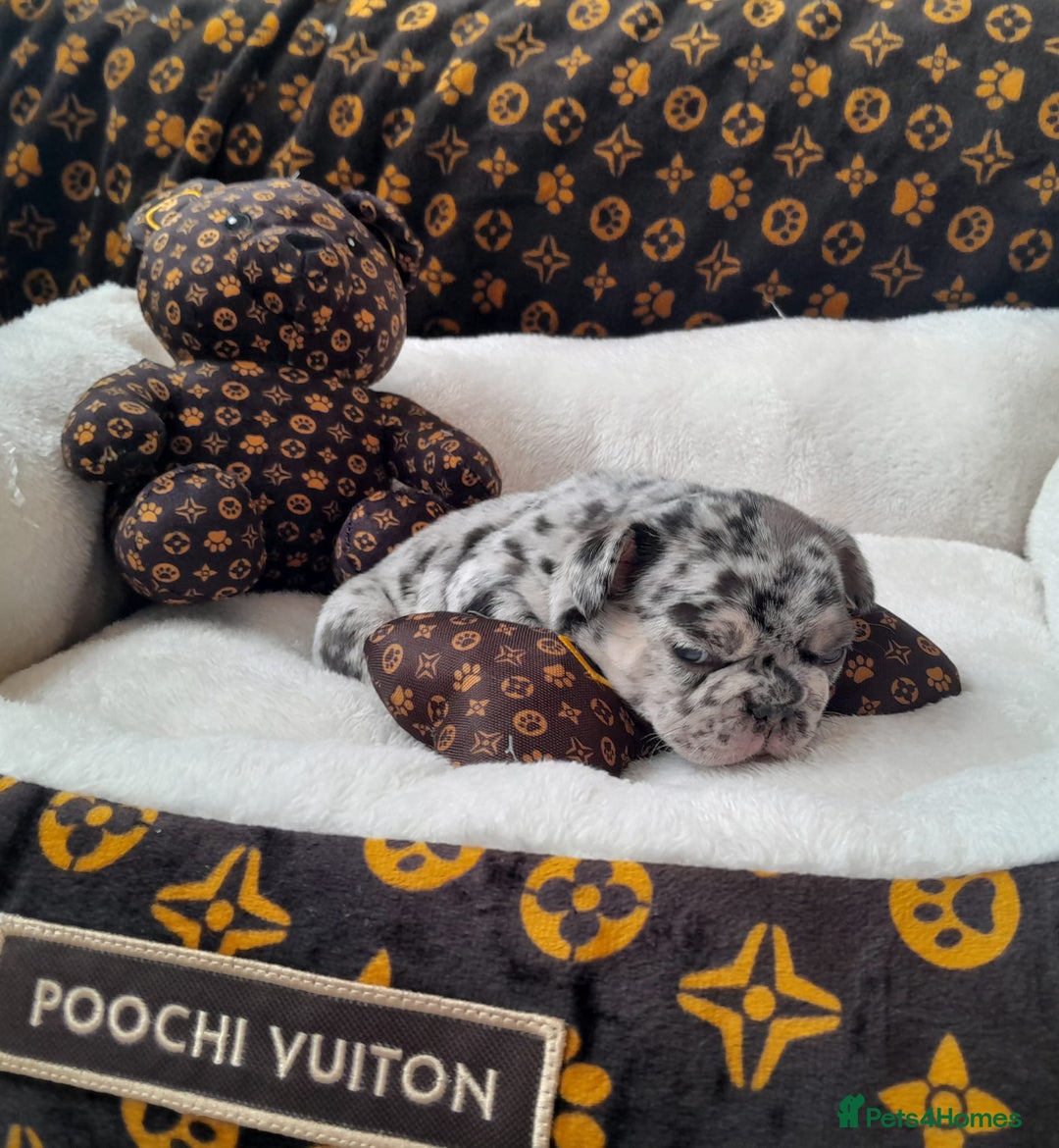 French Bulldog dogs for sale: French bulldog , merle, platinum, fluffy carriers. - Image 16