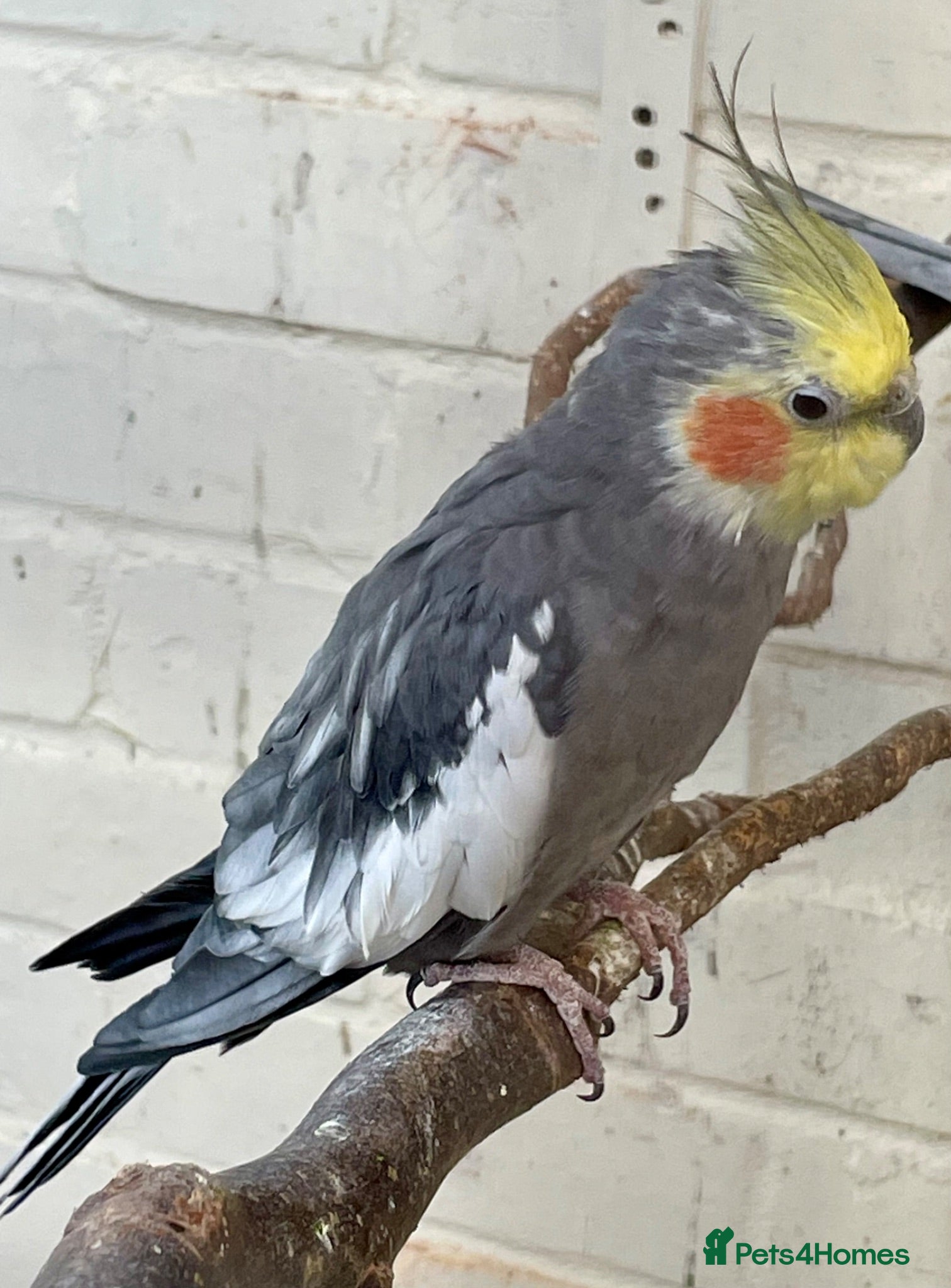 Cockatiels birds Lovely cockatiel boy looking for a new home - Advert 6