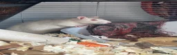 Rat rodents for sale: 2 Beautiful Boy Rats in Bristol - Advert 3