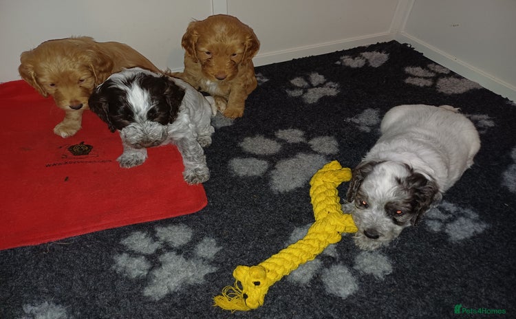 Cockapoo dogs - Advert 12
