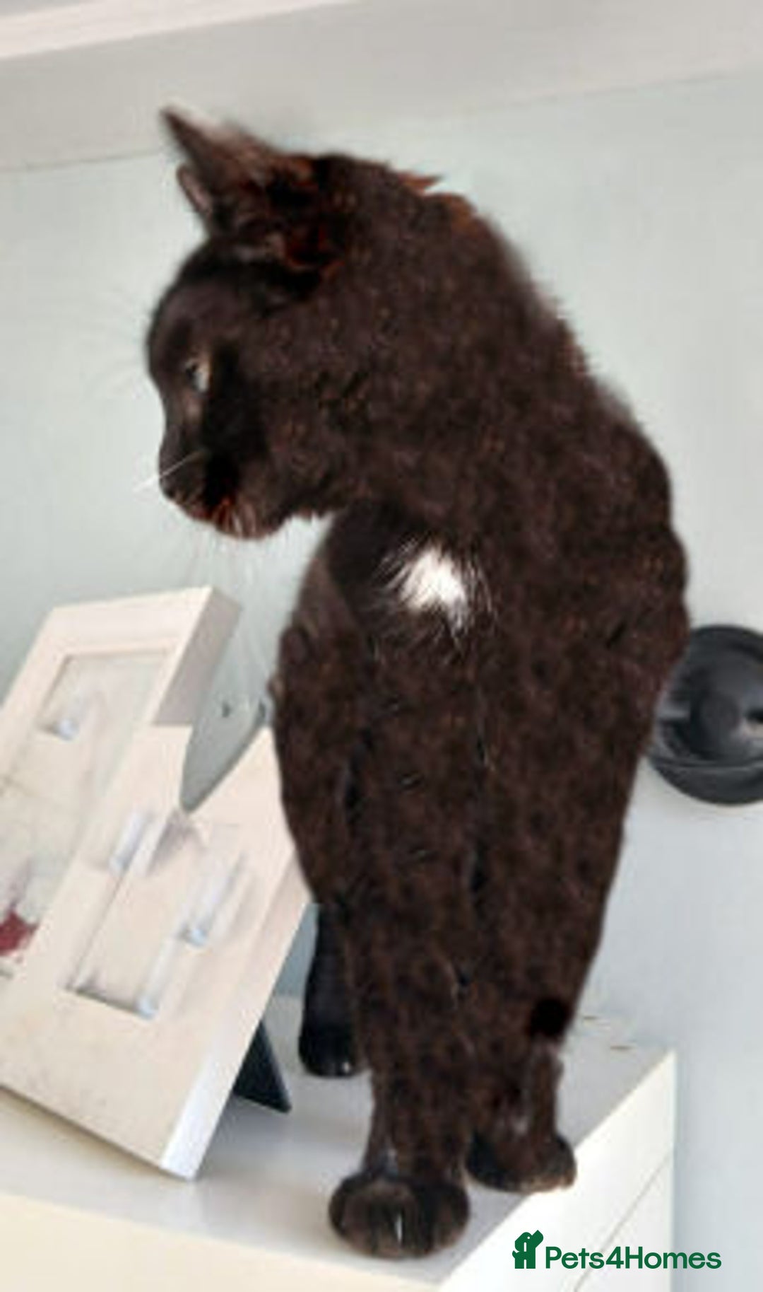 Mixed Breed cats for adoption: ANGEL - Advert 6