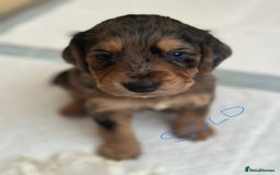 Cocker Spaniel dogs for sale: 1 Gorgeous Girl Cocker Spaniels - Ready to leave - Image 18
