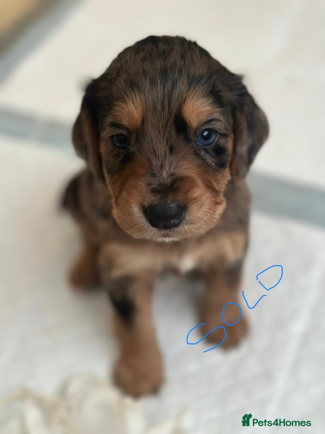 Cocker Spaniel dogs for sale: 1 Gorgeous Girl Cocker Spaniels - Ready to leave - Image 18