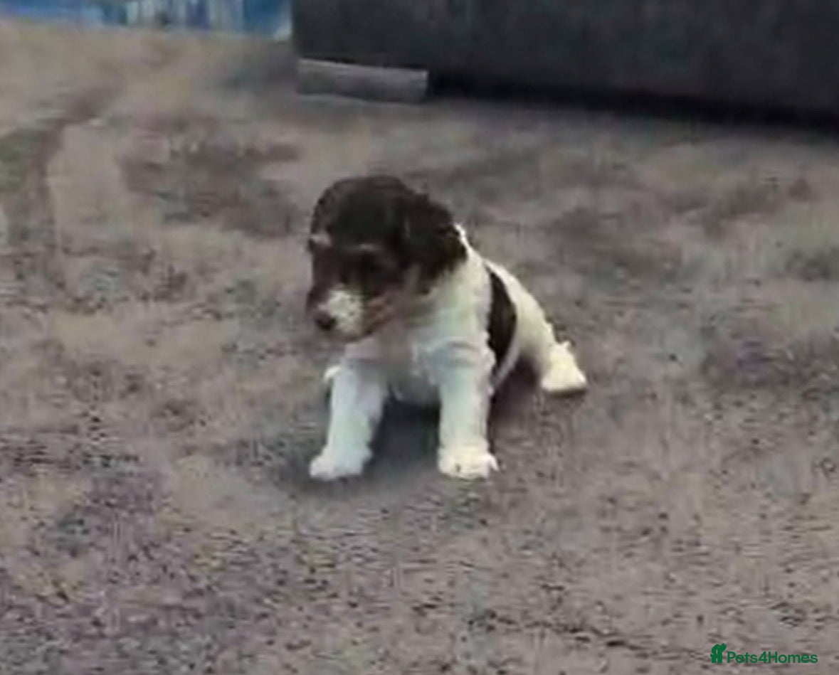 Fox Terrier dogs for sale: Wire haired fox terrier - Advert 25