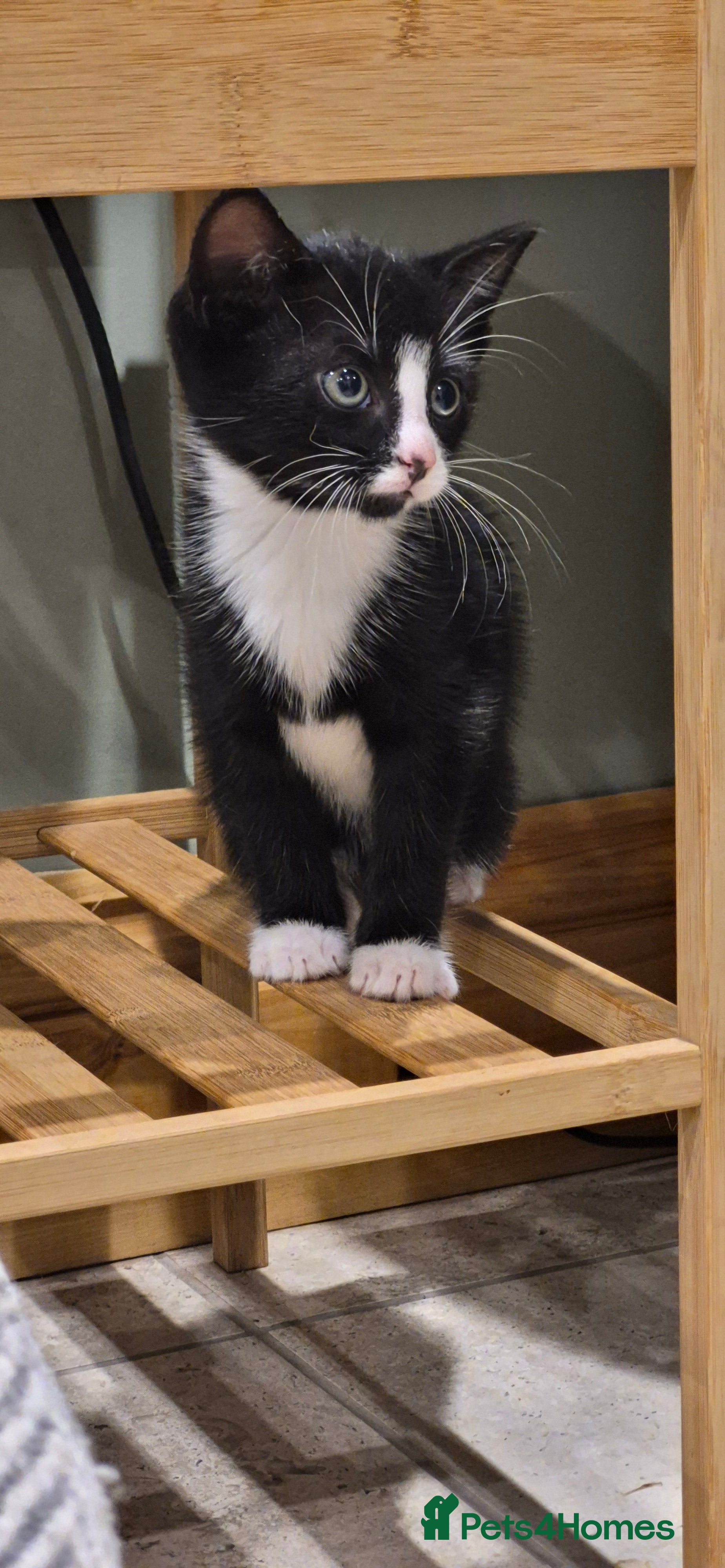Mixed Breed cats for sale: Stunning very loving kittens  - Advert 2