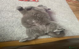 British Shorthair cats for sale: British blue BSH  - Image 4