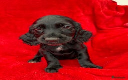 Cocker Spaniel dogs for sale: Working cocker spaniel puppies - Only 3x pups left - Image 32