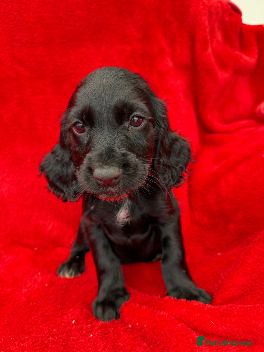 Cocker Spaniel dogs for sale: Working cocker spaniel puppies - Only 3x pups left - Image 32