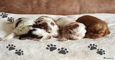 Cocker Spaniel dogs - Advert 15