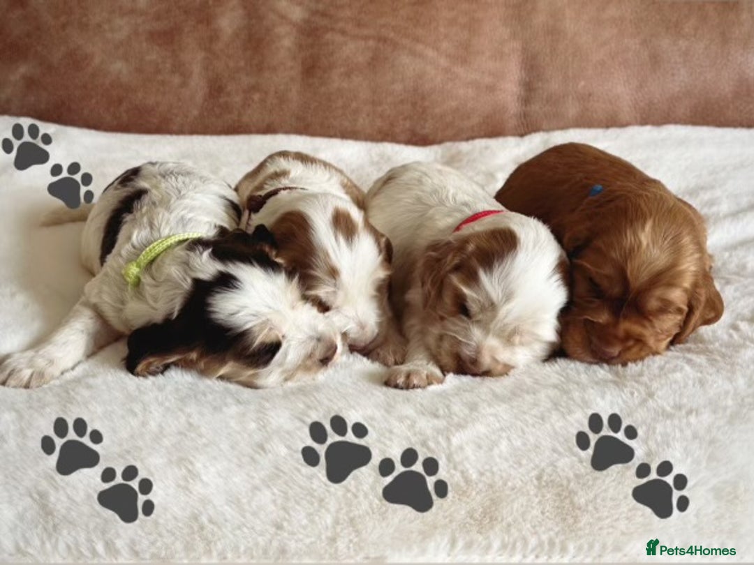 Cocker Spaniel dogs for sale: Extensively Health Tested KC Reg Puppies  - Image 4