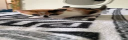 Mixed Breed cats for sale: Kittens for sale  in Nelson - Advert 7