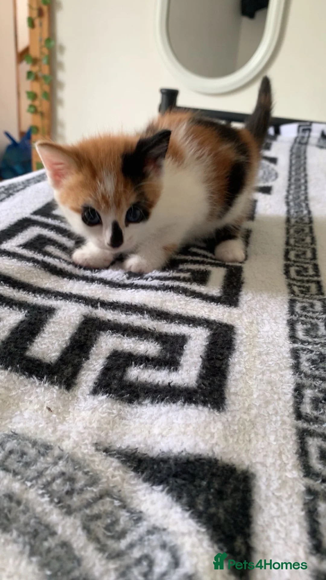 Mixed Breed cats for sale: Kittens for sale  in Nelson - Advert 7
