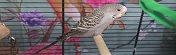 Budgerigars birds for sale: Gorgeous baby budgies - Advert 8