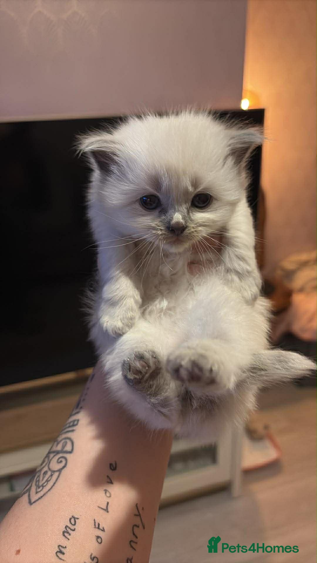 Ragdoll cats for sale: Ragdoll kittens for sale  - Advert 7