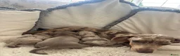 Miniature Dachshund dogs for sale: Minature dachshund puppies  - Advert 1