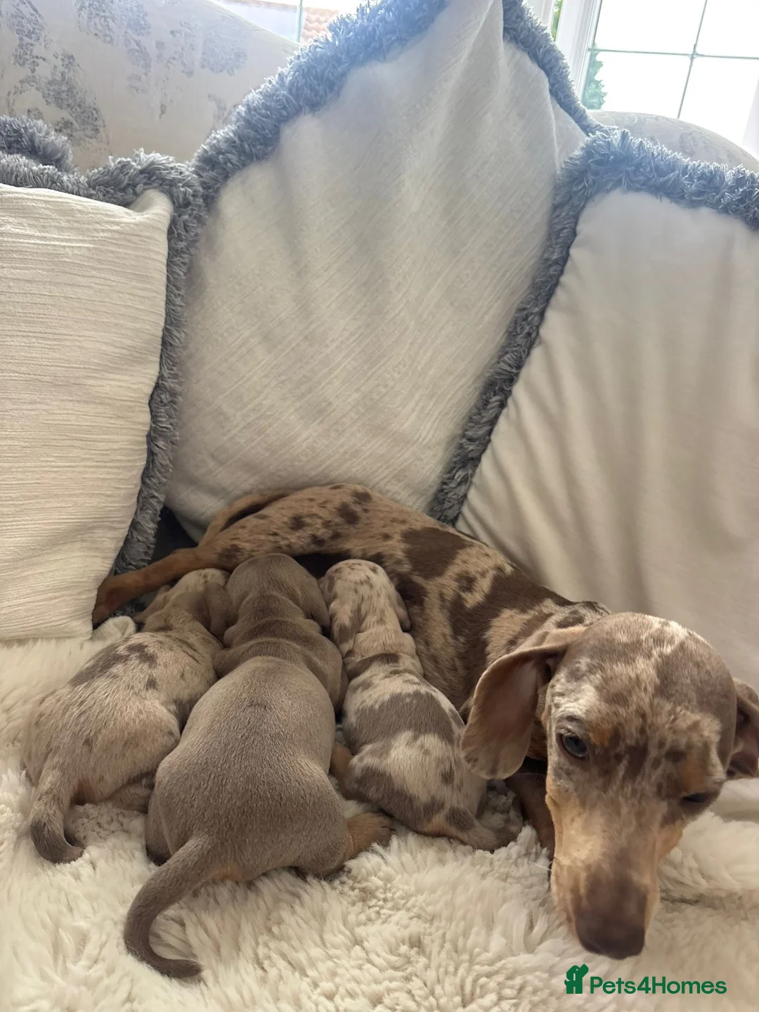 Miniature Dachshund dogs for sale: Minature dachshund puppies  - Advert 1