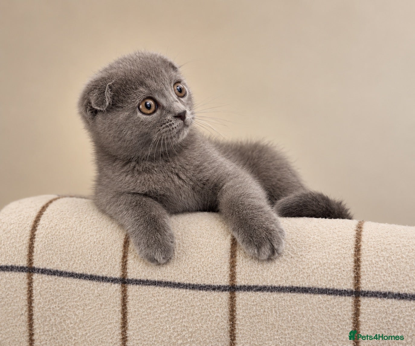 Scottish Fold cats 💙 Beautiful Blue Scottish Fold Girl - Advert 6