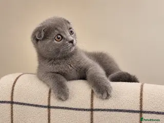 Scottish Fold cats 💙 Beautiful Blue Scottish Fold Girl - Advert 6