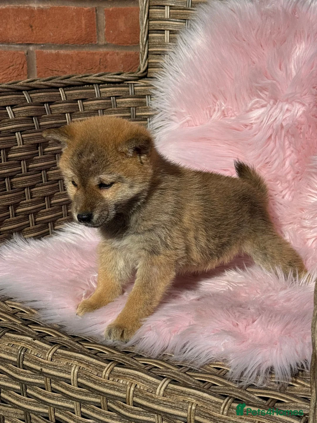Japanese Shiba Inu dogs for sale: Shiba girl kc registered  - Advert 6