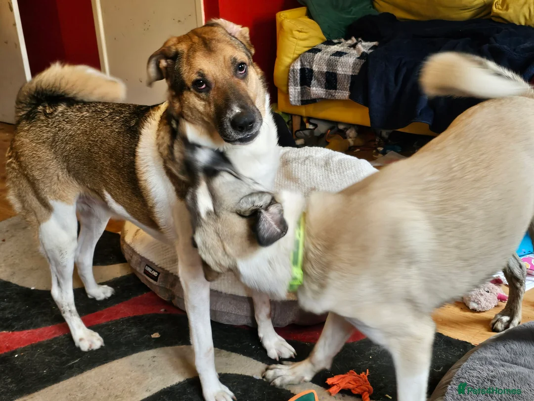 Mixed Breed dogs for adoption: Sadie - 1 Year Old, Anatolian Shepherd Mix in Milton Keynes - Advert 9