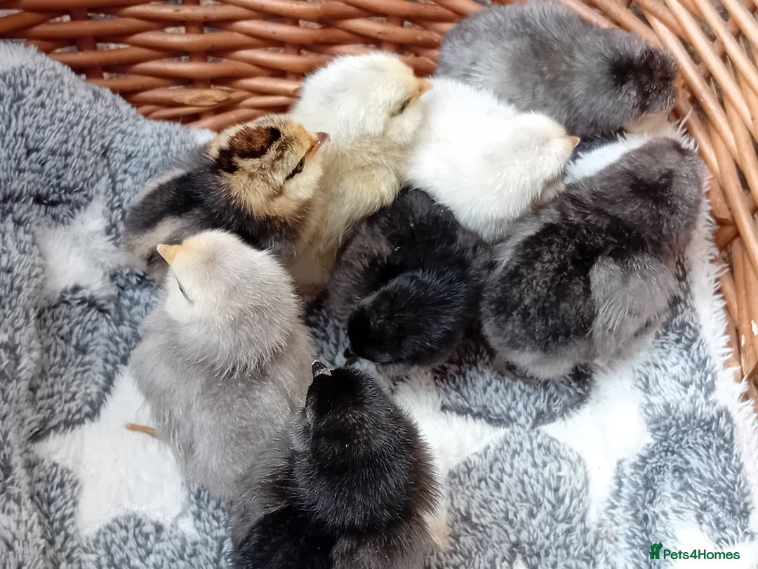 Chickens poultry for sale: Sweet Little Barbu d’Anvers Chicks Now Available - Image 5