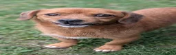 Mixed Breed dogs for adoption: Misty for adoption in Bedford - Advert 8