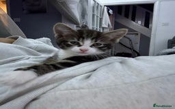 Mixed Breed cats for sale: male kitten  - Image 2