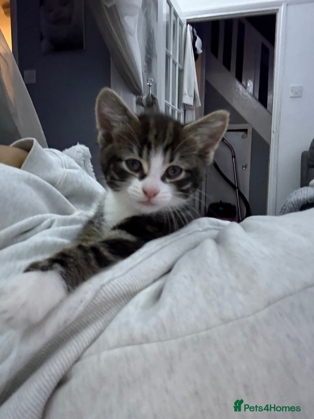 Mixed Breed cats for sale: male kitten  - Image 2