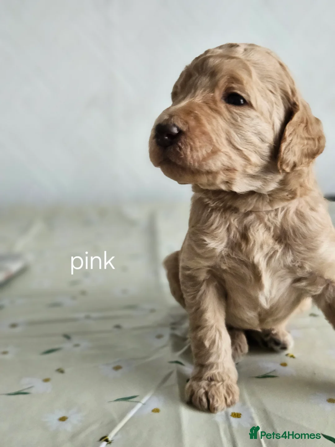 Standard Poodle dogs for sale: Kc Standard poodle puppies  - Advert 2