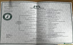 Pomeranian dogs for sale: Stunning young male Pomeranian  - Advert 7