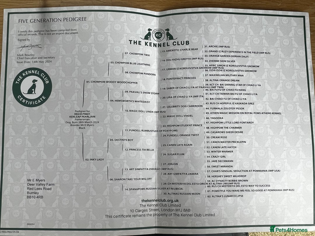 Pomeranian dogs for sale: Stunning young male Pomeranian  - Advert 7