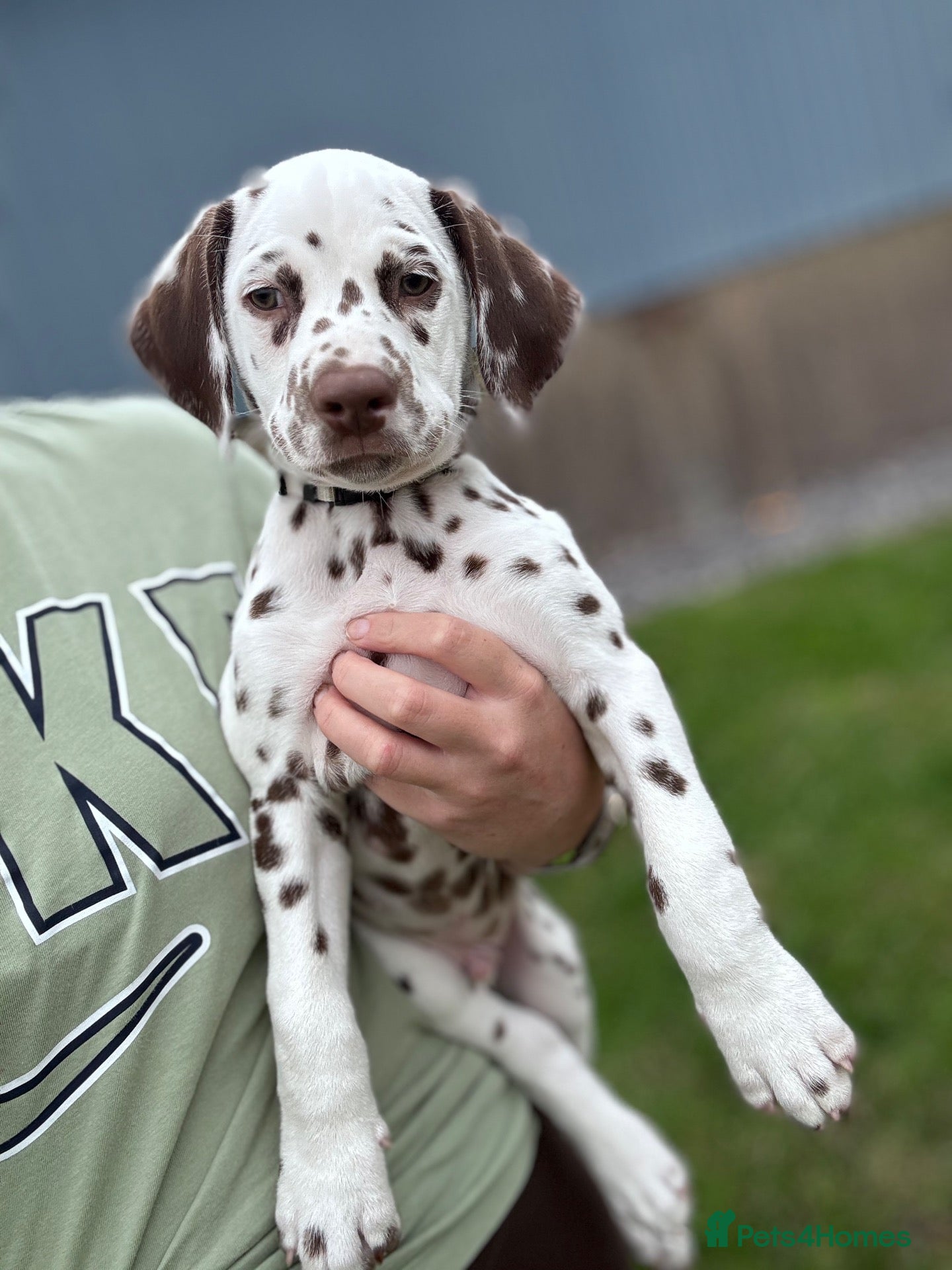 Dalmatian dogs 🏡READY TO LEAVE NOW🏡 2 BOYS LEFT 🩵 - Advert 4