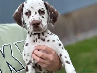 Dalmatian dogs 🏡READY TO LEAVE NOW🏡 2 BOYS LEFT 🩵 - Advert 4