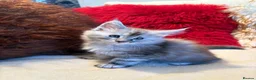 Maine Coon cats for sale: 🐾 beautiful maine coon kittens  - Advert 8