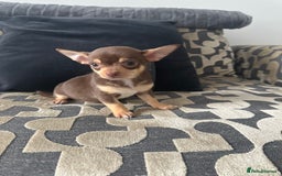 Chihuahua dogs for sale: KC Reg lilac and chocolates puppies READY NOW - Image 4
