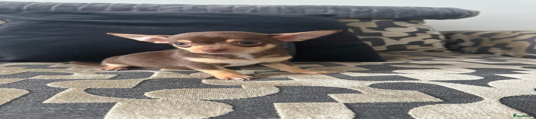 Pepe 
