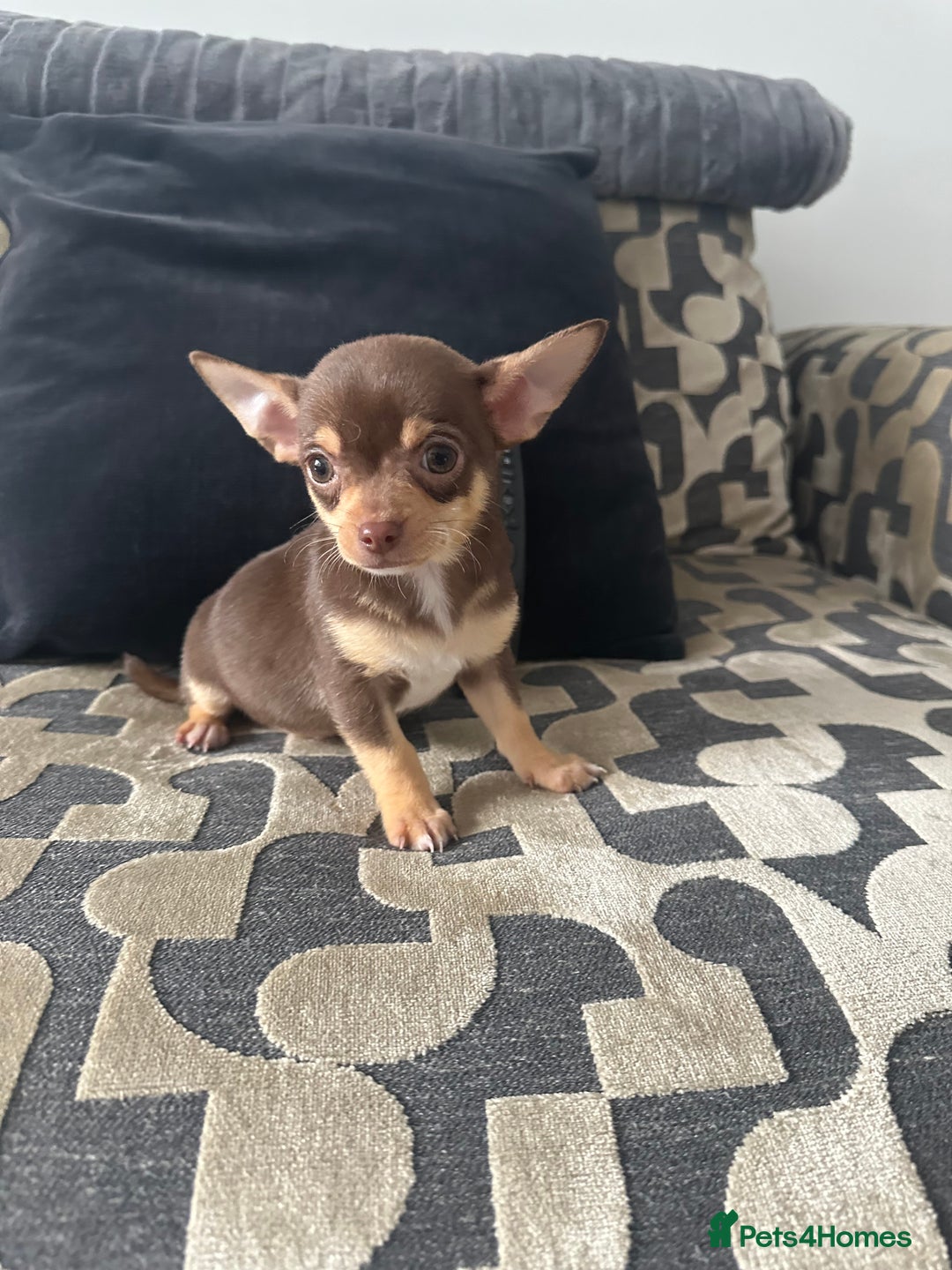 Chihuahua dogs for sale: KC Reg lilac and chocolates puppies READY NOW - Image 4