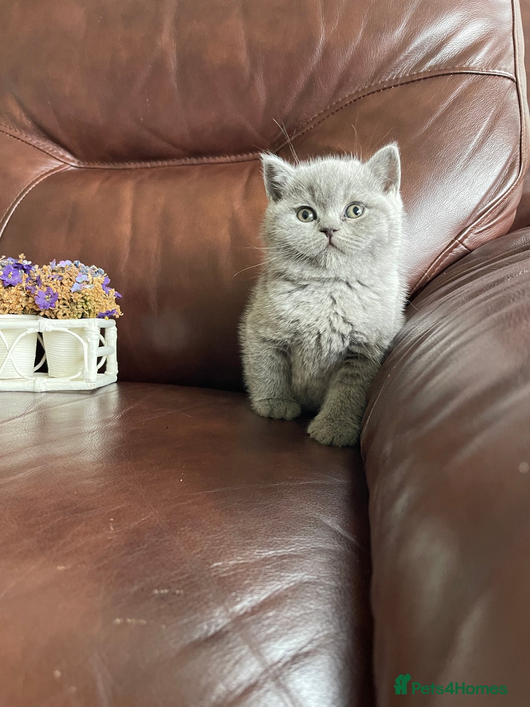 British Shorthair cats for sale:  British Blue kittens - Image 24