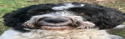 Double Doodle dogs for sale: One of the Original Labradoodle Breeders in the UK - Advert 16