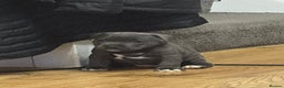 Staffordshire Bull Terrier dogs for sale: Blue Staffordshire bull Terrier pups  - Advert 18